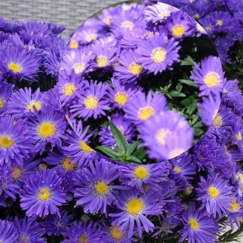 Aster dumosus 'Island Samoa' - Madal aster 'Island Samoa' P9/0,55L 